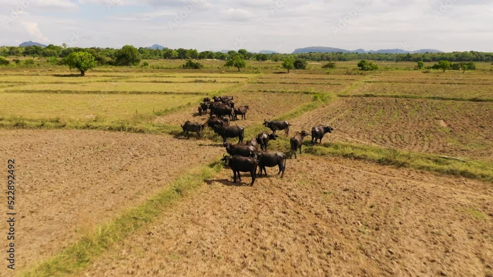 A herd of Buffaloes graze in the countryside on agricultural land. A herd of Buffaloes graze in the countryside on agricultural land.