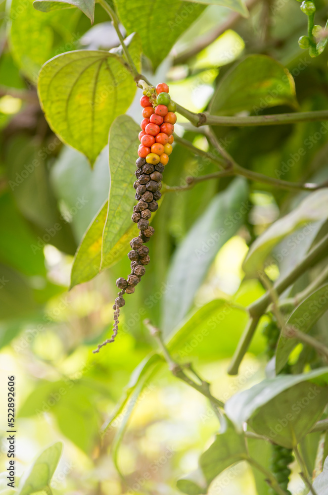 black peppercorn, ripe and dried black pepper fruits or drupes on the