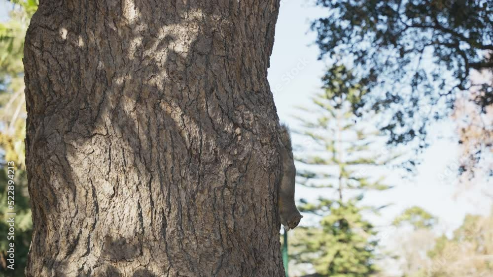 Trunk of a tree in the forest and a squirrel Trunk of a tree in the forest and a squirrel
