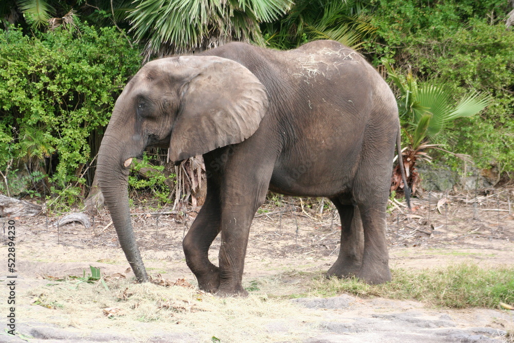 A South African bush elephant (Loxodonta africana africana) at a local zoo