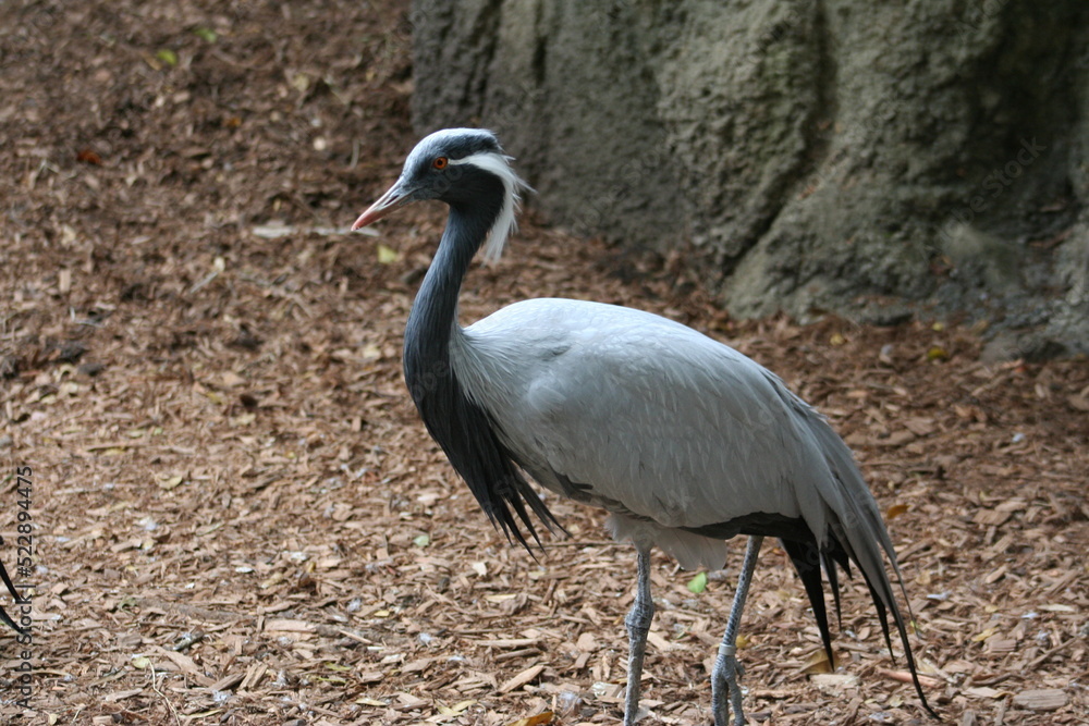 Fototapeta premium Demoiselle Crane (Anthropoides virgo) at a local zoo