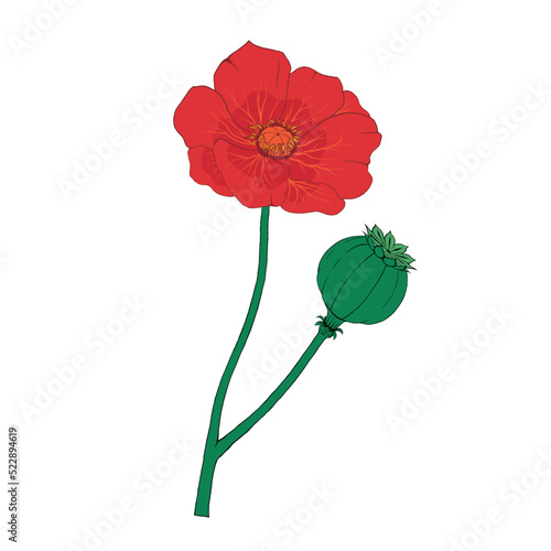 Poppy Flower Red Opium Plant