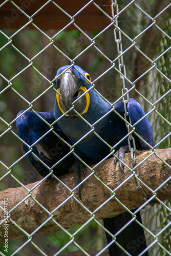 Blue macaw parrot biting its cage with green foliage in the background, at the Natuwa animal refuge in Costa Rica, Central America photo