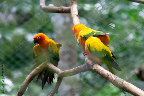 Three white red and green macaw parrots sitting tighether on a tree branch at the Natuwa animal refuge in Costa Rica, Central America
