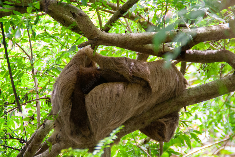 Fototapeta premium White sloth with a baby laying on a branch at the Natuwa animal refuge, in Costa Rica, Central America