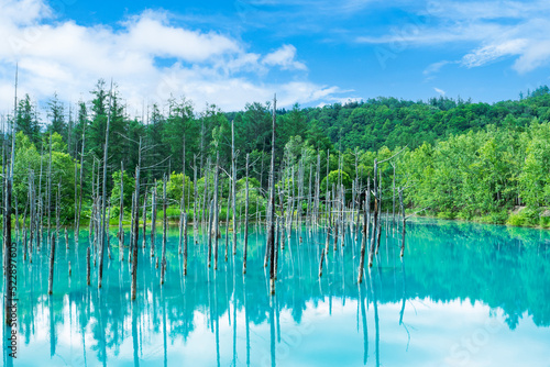 北海道 美瑛町の青い池