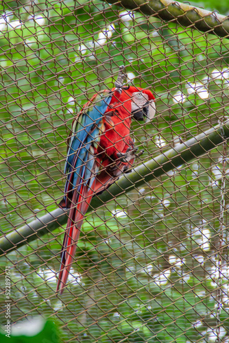 Red blue and yellow colorful parrot macaw resting at the Natuwa animal reserve in Costa Rica, central america with green foliage in the background