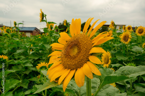 Girasol