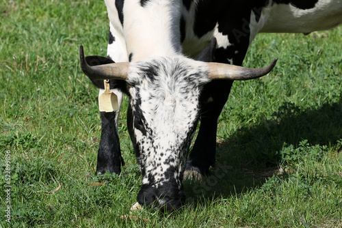 Nguni breed cow at pasture on farm near Waboomskraal South Africa