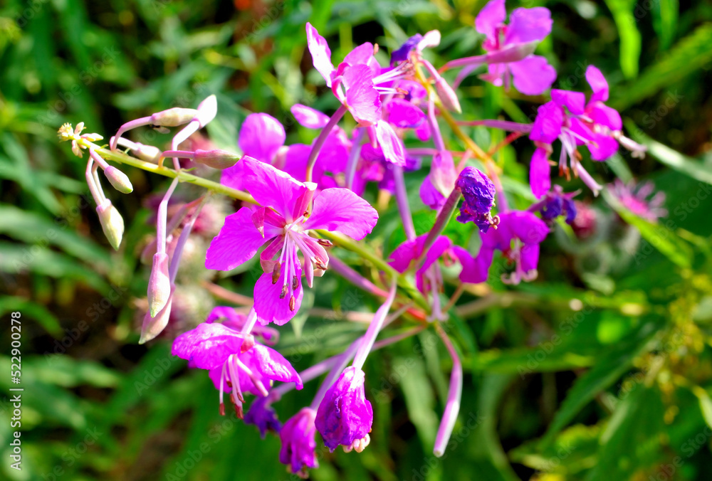 Wild flowers close-up on a summer day Wild flowers close-up on a summer day