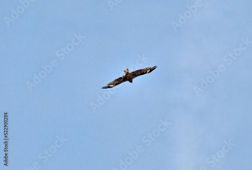 An eagle soars high in the sky on a summer day