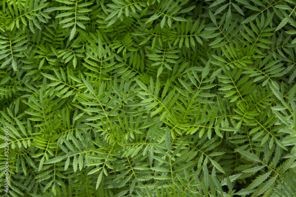 Fototapeta premium Green marigold leaves in the garden.