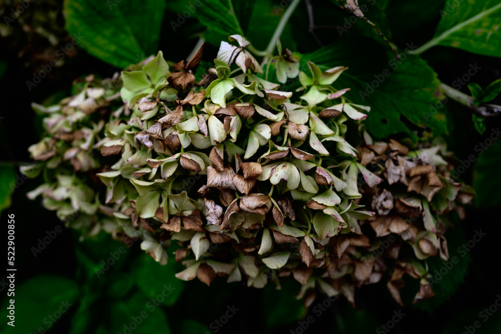 紫陽花の花。白・青・ピンクのような華やかで可憐な色の紫陽花も良いが、この花のようにシックで大人の落ち着いた色もまた魅力的である 紫陽花の花。白・青・ピンクのような華やかで可憐な色の紫陽花も良いが、この花のようにシックで大人の落ち着いた色もまた魅力的である