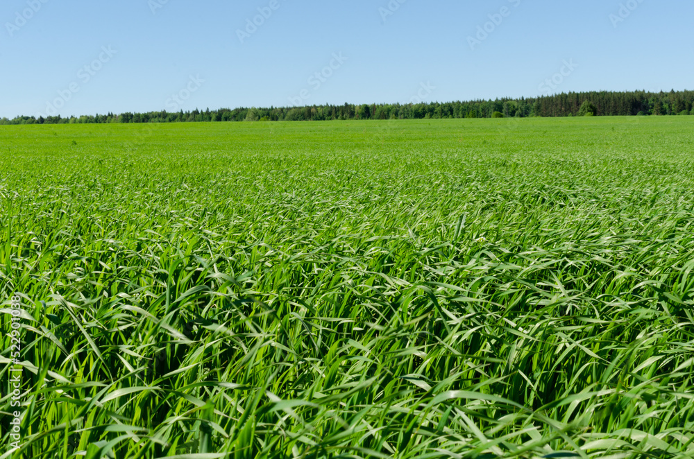 green field and sky in summer green field and sky in summer