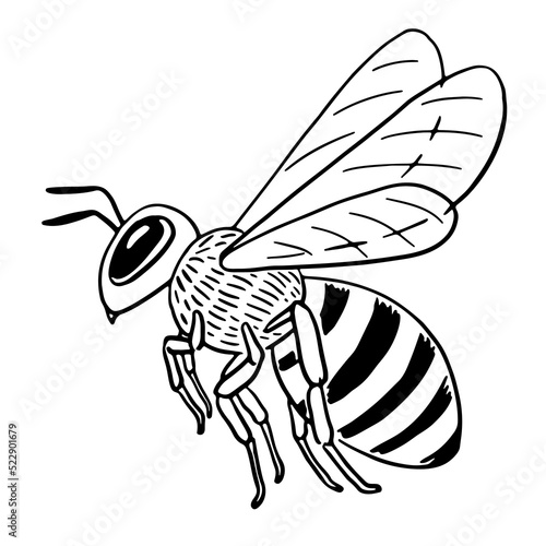Hand-drawn honey bee side view in flight