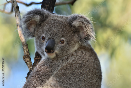 Australian Joey Koala -Phascolarctos cinereus- Marsupial up a tree looking to camera colourful soft bokeh early morning light