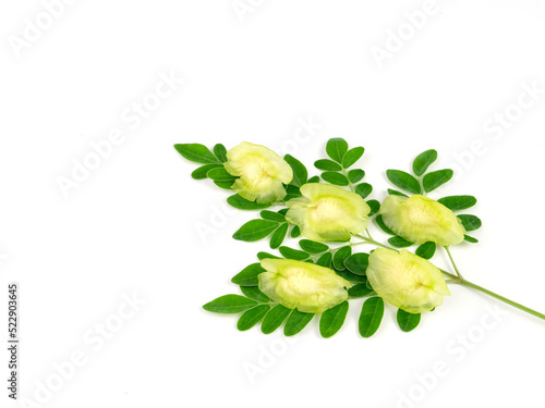 Moringa oleifera green leaves and seeds isolated on white 
