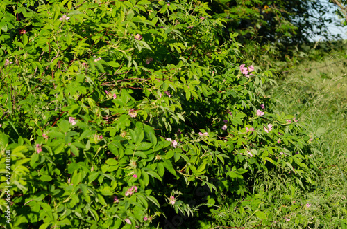 blooming wild rose in june