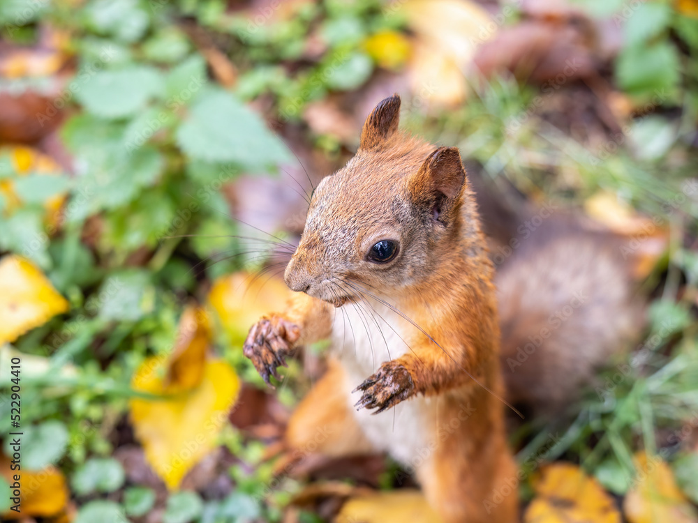 Autumn Squirrel standing on its hind legs on on green grass with fallen yellow leaves Autumn Squirrel standing on its hind legs on on green grass with fallen yellow leaves