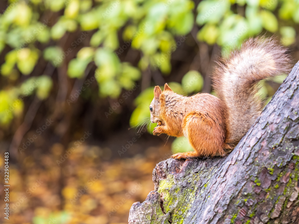 The squirrel with nut sits on tree in the autumn. Eurasian red squirrel, Sciurus vulgaris. The squirrel with nut sits on tree in the autumn. Eurasian red squirrel, Sciurus vulgaris.