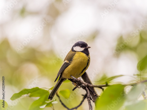 Cute bird Great tit, songbird sitting on the branch with blured background