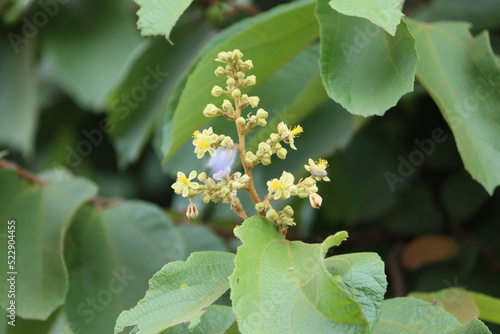 Cambodia. Grewia asiatica, commonly known as phalsa or falsa, is a species of flowering plant in the mallow family Malvaceae. 