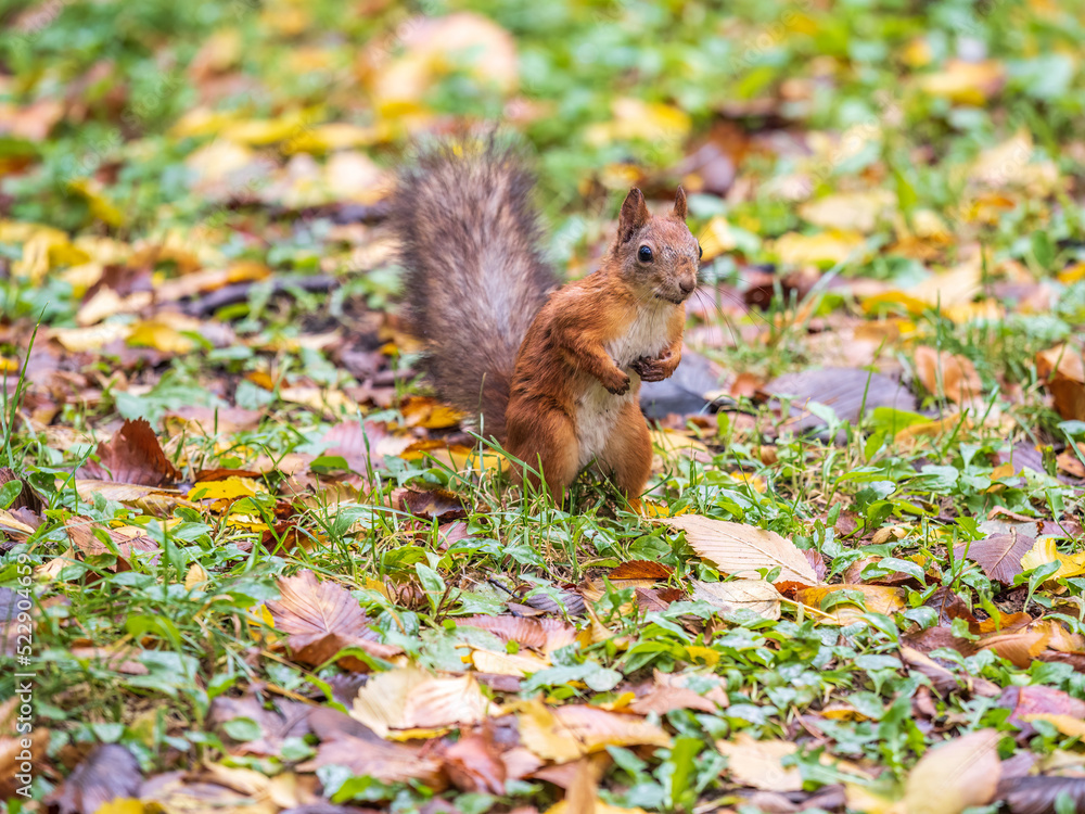 Autumn Squirrel standing on its hind legs on on green grass with fallen yellow leaves Autumn Squirrel standing on its hind legs on on green grass with fallen yellow leaves