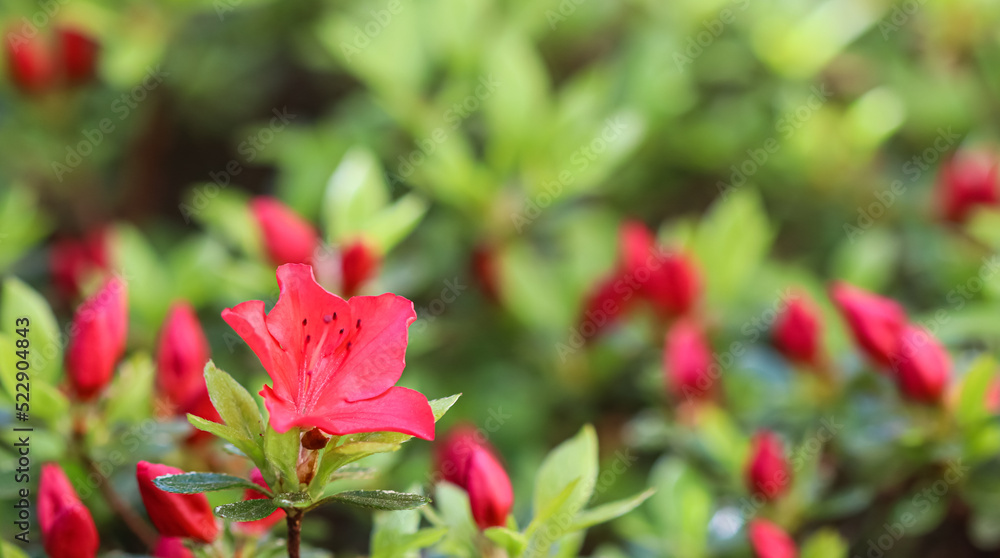 Blooming red azalea flowers in the spring garden. Gardening concept