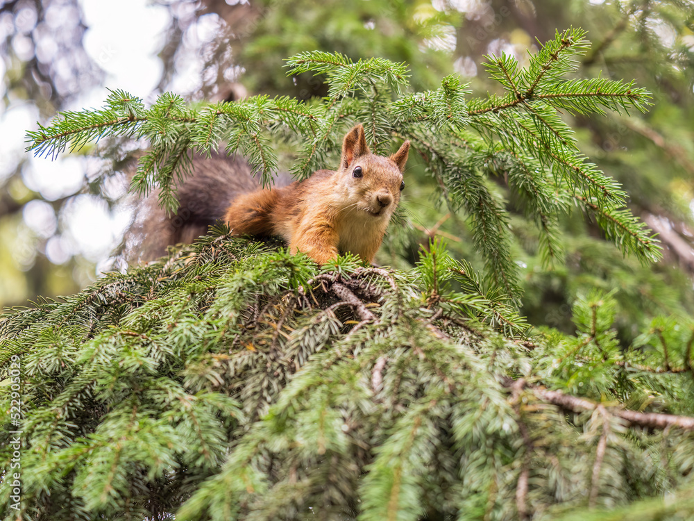 Fototapeta premium Squirrel sits on a branch in Autumn park