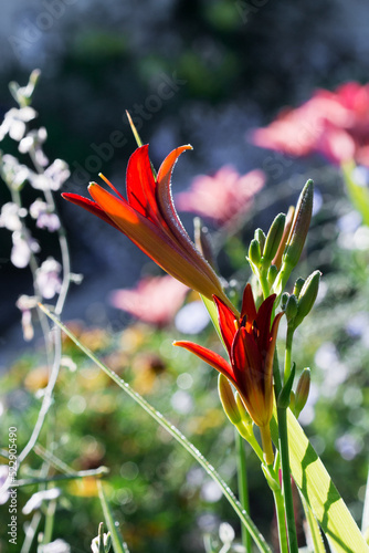 Beautiful bright orange lily flower with dew drops in the morning garden. bokeh.