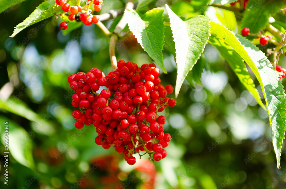 Fototapeta premium red elderberry in summer closeup