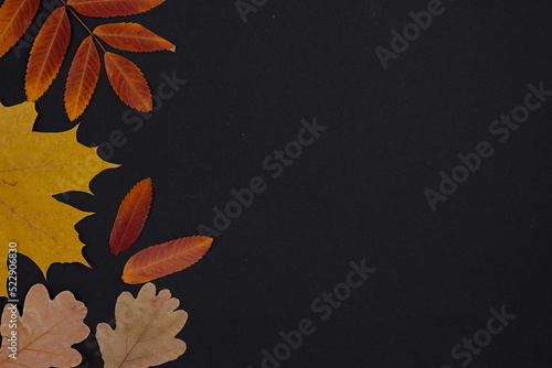 Composition of dry autumn leaves on a dark background. Flat lay, top view. Halloween.
