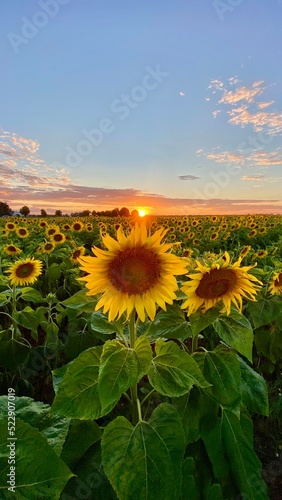 Sunflower field before sunset in Lublin region