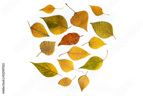 Dired autumn leaves flat lay composition on a white background