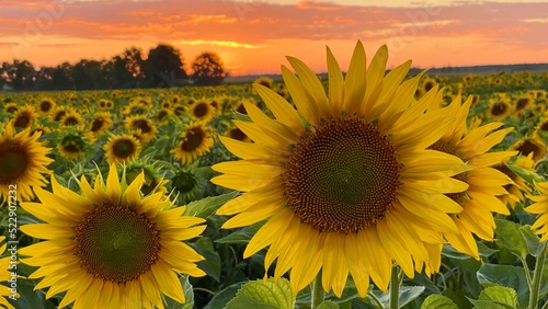Fototapeta Naklejka Na Ścianę i Meble -  Sunflower field in vicinity of Wlodawa Poland