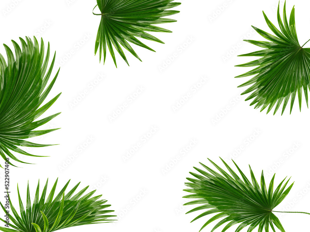 tropical green palm leaves isolated on transparent for summer ...
