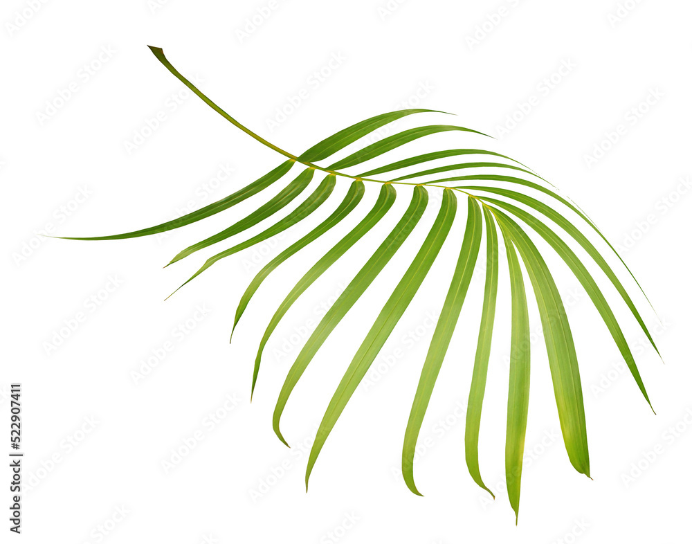 green leaf of palm tree isolated on transparent background png file green leaf of palm tree isolated on transparent background png file