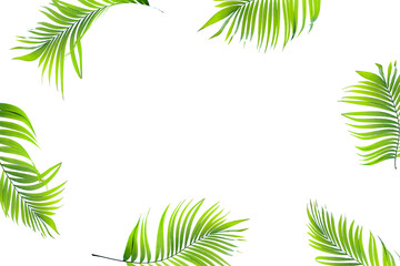 tropical green palm leaves isolated on transparent for summer background png file