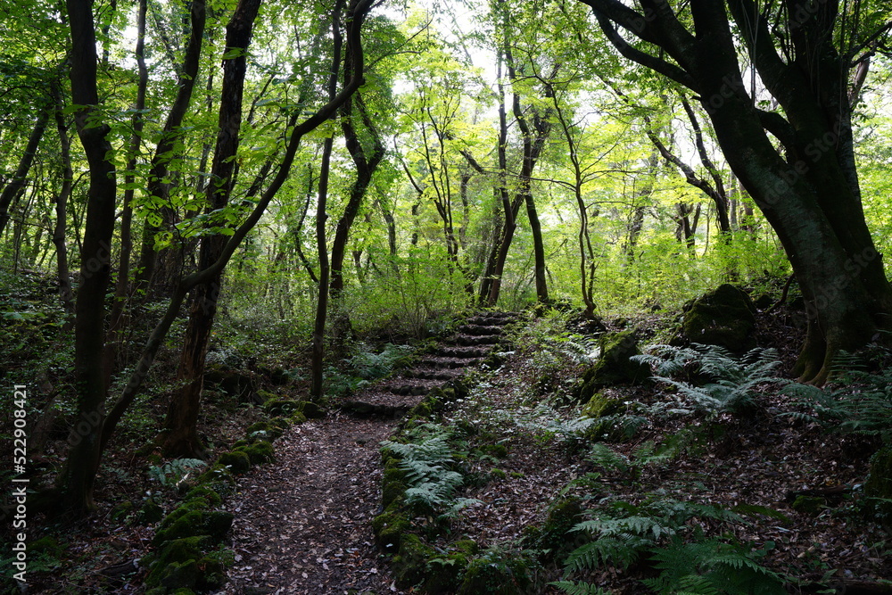 wild autumn forest with path wild autumn forest with path