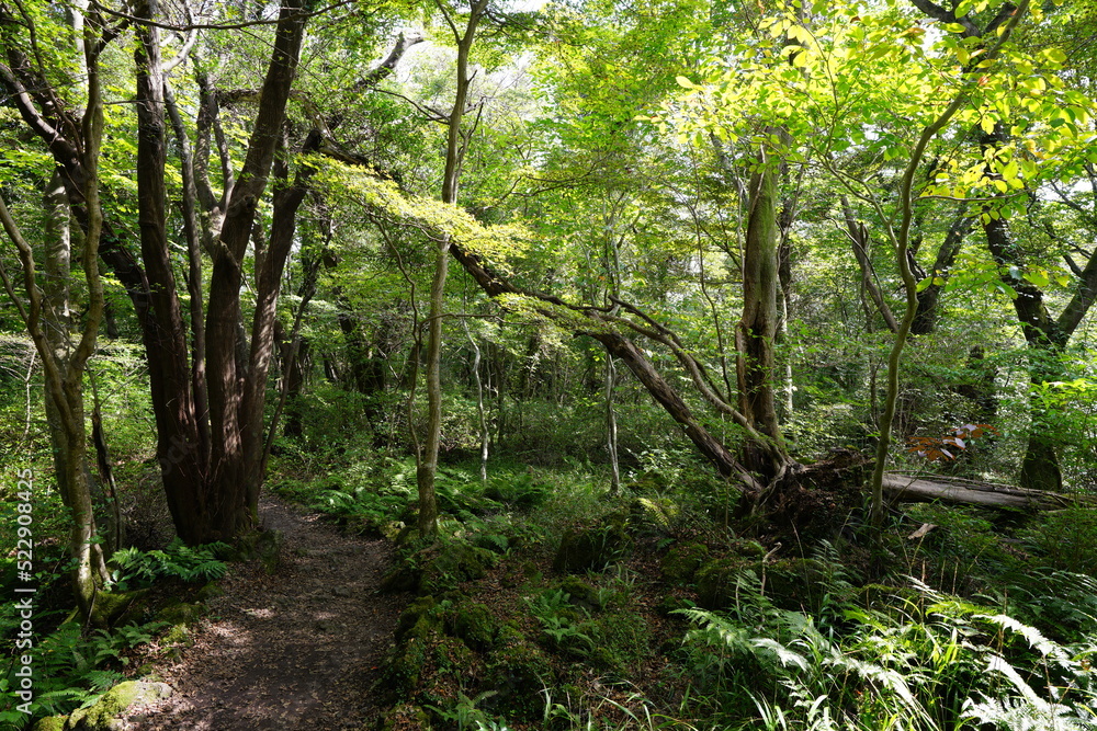 Fototapeta premium fallen tree in deep forest