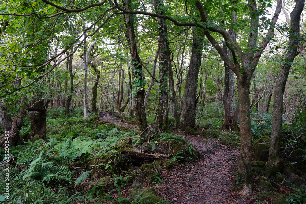 fine path in autumn forest fine path in autumn forest