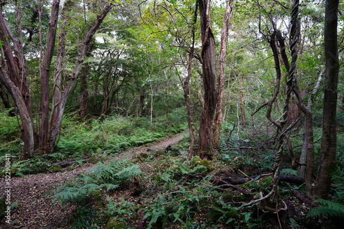 primeval forest with vines and fern