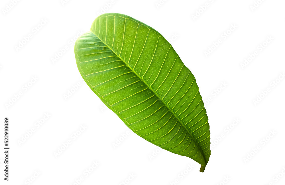 Fototapeta premium Isolated fresh green leaf of plumeria.
