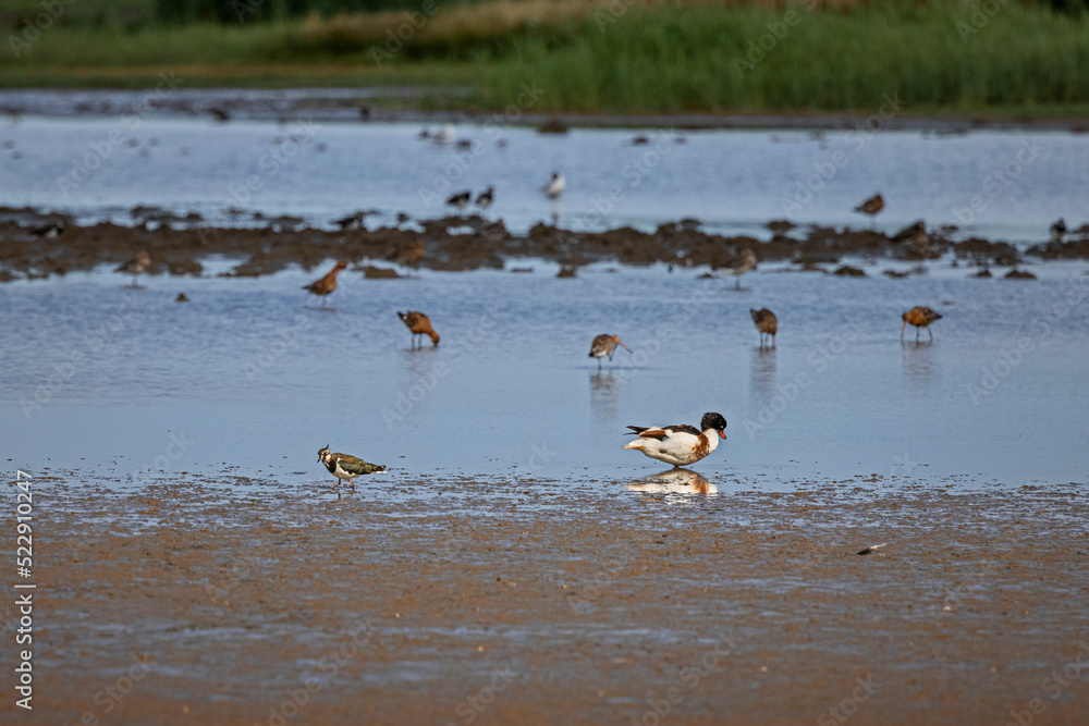 common shelduck and lapwing stand in water with reflection common shelduck and lapwing stand in water with reflection