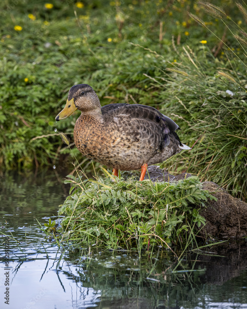 Mallard duck standing on bank looking into water Mallard duck standing on bank looking into water