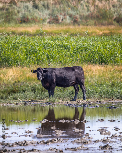 cow on the marsh land by water edge photo