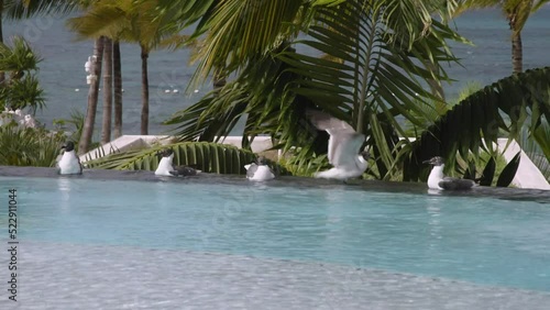 4k Seagulls drinking out of infinity pool in Bahamas blue water birds and palm trees photo