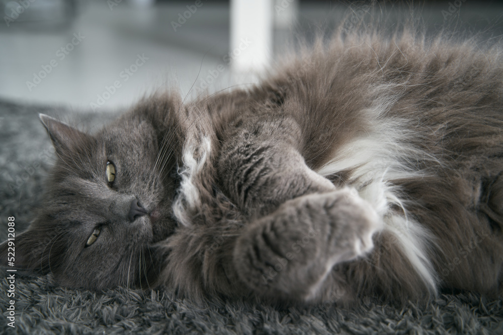 The cat is lying in the sun rays while indoors. A grey domestic male cat sleeps on the floor carpet