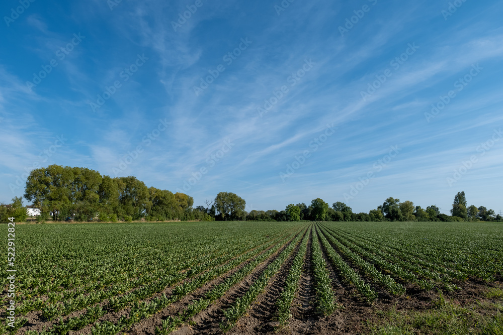a green planted field in summer a green planted field in summer