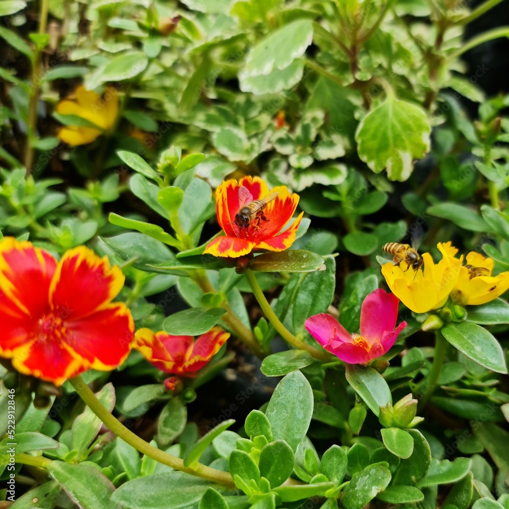 red and yellow flowers red and yellow flowers